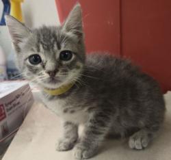 Shelter Stray Female Cat last seen S Willow Ave & E Central Ave, Fresno Zone Fresno CO 1A 93725, CA, 1510 W Dan Ronquillo Dr, Fresno, CA 93706, USA