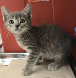 Shelter Stray Female Cat last seen S Willow Ave & E Central Ave, Fresno Zone Fresno CO 1A 93725, CA, 1510 W Dan Ronquillo Dr, Fresno, CA 93706, USA