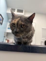 Reunited Female Cat last seen Benning & 23rd Pl NE, Washington, DC 20002