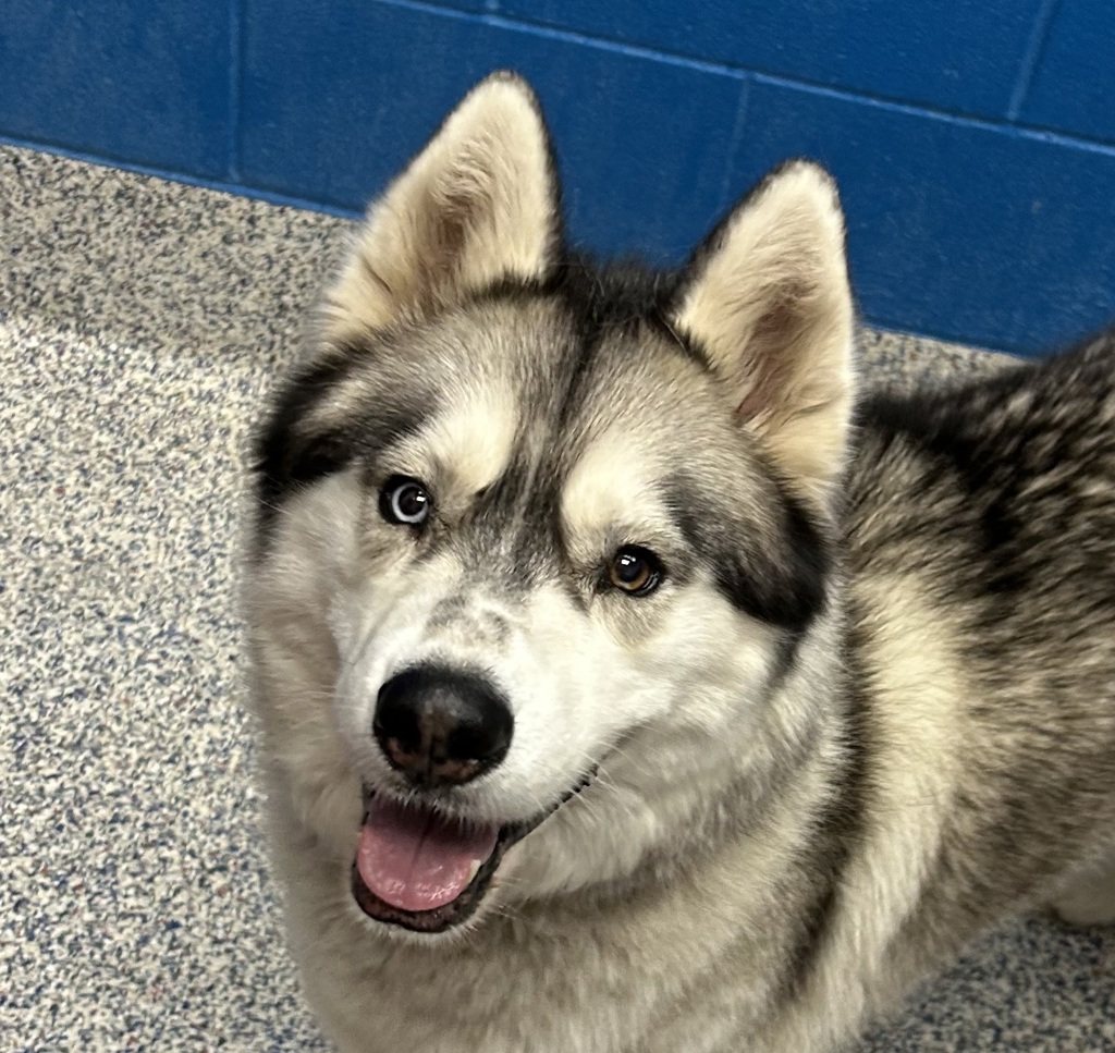Shelter Stray Male Dog last seen 3rd street and McIntyre, Golden, CO, 80401, 580 McIntyre St, Golden, CO 80401, USA