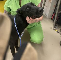 Shelter Stray Male Dog last seen Near Park Plaza Drive, AUSTIN, TX, 78753, 7201 Levander Loop bldg a, Austin, TX 78702, USA