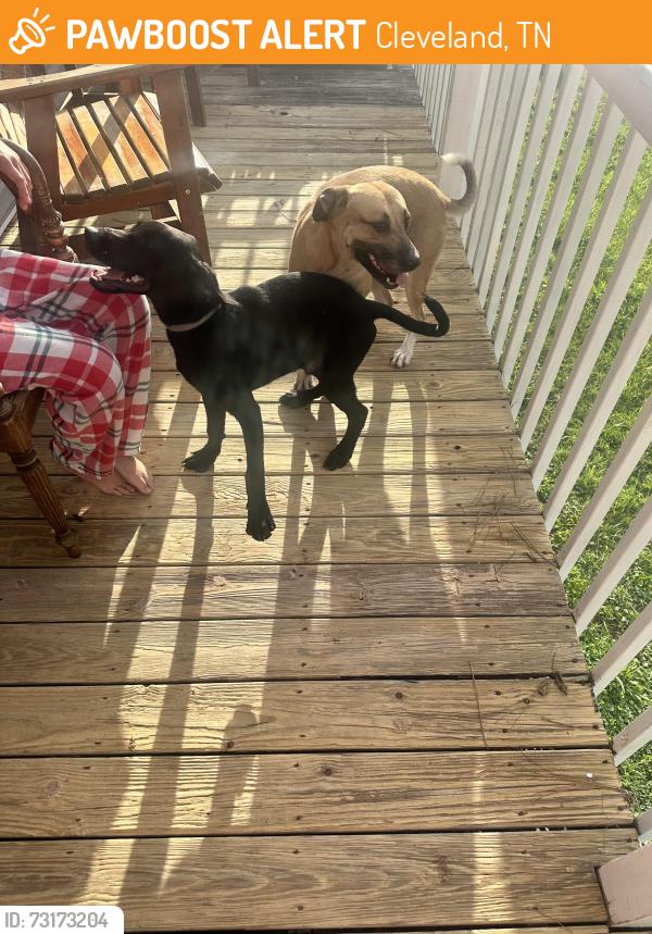 Found/Stray Unknown Dog last seen Fletcher park/Heather Ln, Cleveland, TN 37311