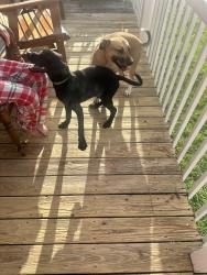 Found/Stray Unknown Dog last seen Fletcher park/Heather Ln, Cleveland, TN 37311