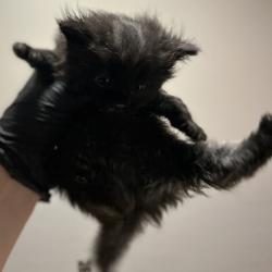 Shelter Stray Female Cat last seen Near Davis Street, SAN LEANDRO, CA, 94577, 8323 Baldwin St, Oakland, CA 94621, USA