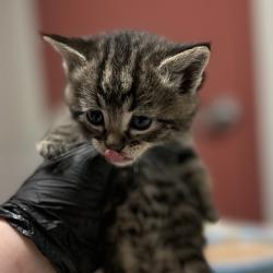 Shelter Stray Female Cat last seen Near Davis Street, SAN LEANDRO, CA, 94577, 8323 Baldwin St, Oakland, CA 94621, USA