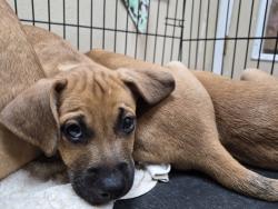 Shelter Stray Male Dog last seen Near Village` Drive, Oceanside, CA, 92057, Oceanside, CA 92058, USA