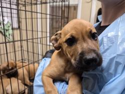 Shelter Stray Male Dog last seen Near Village` Drive, Oceanside, CA, 92057, Oceanside, CA 92058, USA