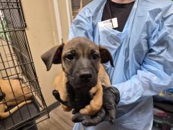 Shelter Stray Male Dog last seen Near Village` Drive, Oceanside, CA, 92057, Oceanside, CA 92058, USA