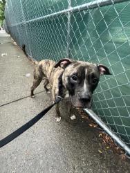 Shelter Stray Male Dog last seen Apt E2,405 Edgecombe Avenue, NEW YORK, NY, 10032, 326 E 110th St, New York, NY 10029, USA