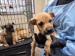 Shelter Stray Female Dog last seen Near Village` Drive, Oceanside, CA, 92057, Oceanside, CA 92058, USA