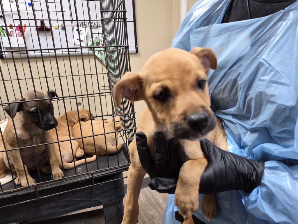 Shelter Stray Female Dog last seen Near Village` Drive, Oceanside, CA, 92057, Oceanside, CA 92058, USA