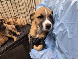 Shelter Stray Male Dog last seen Near Village` Drive, Oceanside, CA, 92057, Oceanside, CA 92058, USA