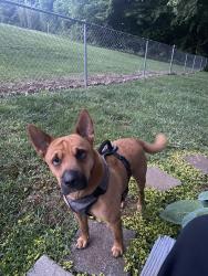Reunited Male Dog last seen Central Ave, Elizabethton, TN 37643