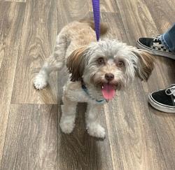Shelter Stray Female Dog last seen Presidents Way, San Diego, CA, 92101, 5500 Gaines St, San Diego, CA 92110, USA