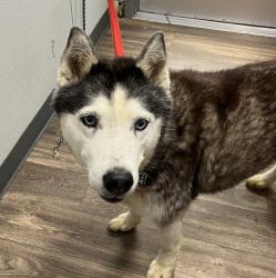 Shelter Stray Female Dog last seen Froude Street, San Diego, CA, 92107, 5500 Gaines St, San Diego, CA 92110, USA