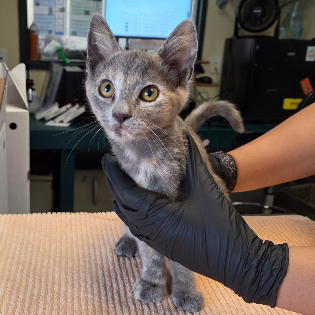 Shelter Stray Female Cat last seen , 361 S Raymond Ave, Pasadena, CA 91105, USA
