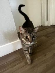 Reunited Female Cat last seen Cave creek and nisbet, Phoenix, AZ 85032