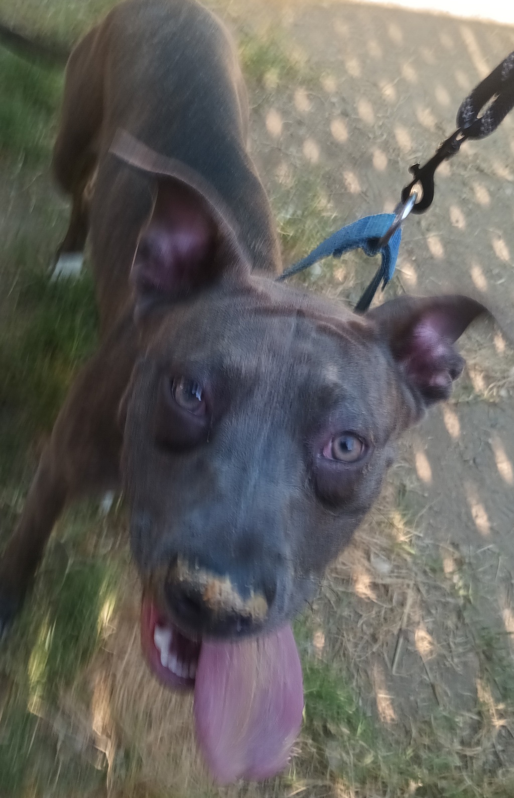 Shelter Stray Female Dog last seen Near N Mollison, El Cajon, CA, 92021, El Cajon, CA 92020, USA
