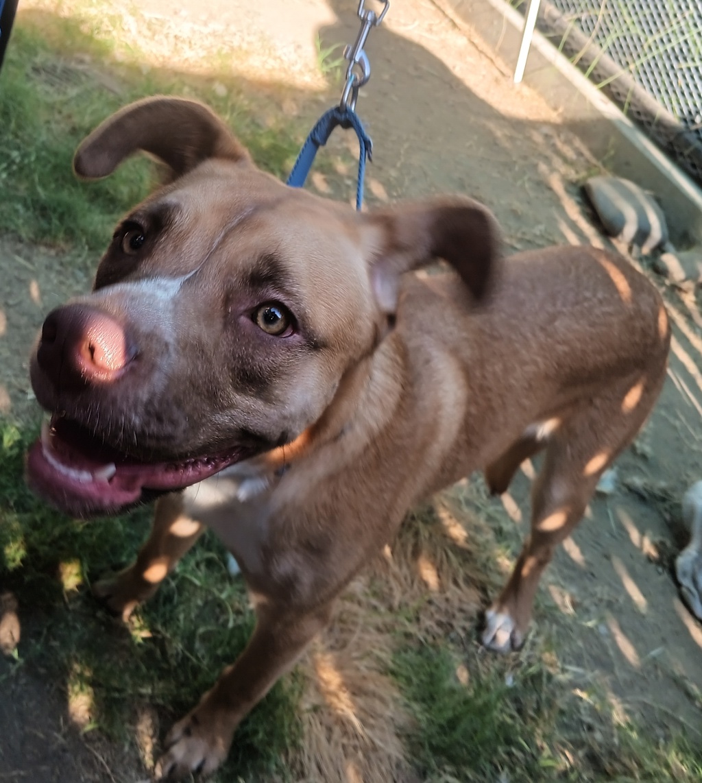Shelter Stray Male Dog last seen Near N Mollison Avenue, El Cajon, CA, 92021, El Cajon, CA 92020, USA