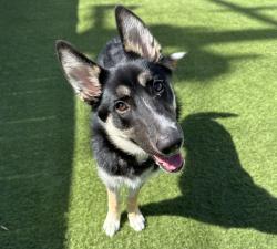 Shelter Stray Female Dog last seen Near Mission Avenue, Oceanside, CA, 92058, Oceanside, CA 92058, USA