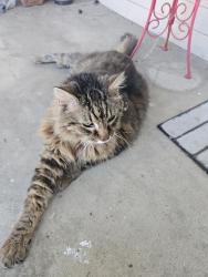 Reunited Unknown Cat last seen Eje academies, El Cajon, CA 92020