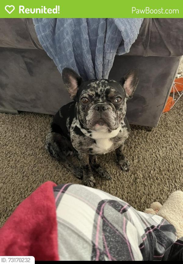 Reunited Female Dog last seen 19th and Lesley, Indianapolis, IN 46218