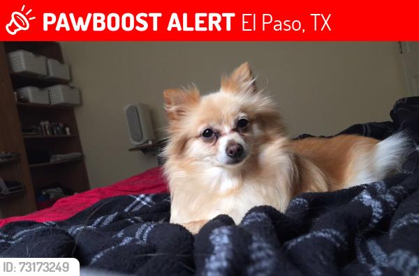 Lost Female Dog last seen Round rock / ballinger, El Paso, TX 79924