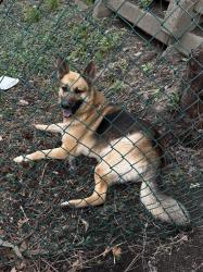 Lost Male Dog last seen Fort St & Lawndale, Detroit, MI 48209