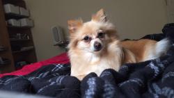 Lost Female Dog last seen Round rock / ballinger, El Paso, TX 79924