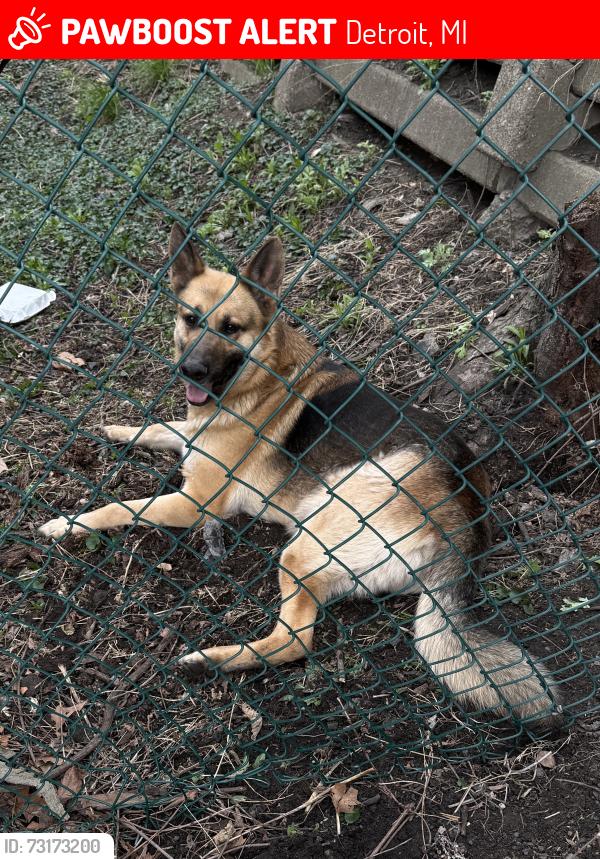 Lost Male Dog last seen Fort St & Lawndale, Detroit, MI 48209
