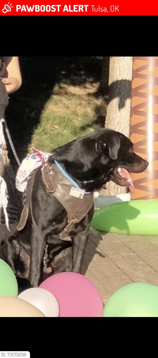 Lost Male Dog last seen 11th and Yale, Tulsa, OK 74112