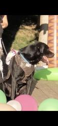 Lost Male Dog last seen 11th and Yale, Tulsa, OK 74112
