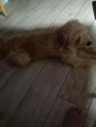 Reunited Female Dog last seen Top Hat, Alvin, TX 77511