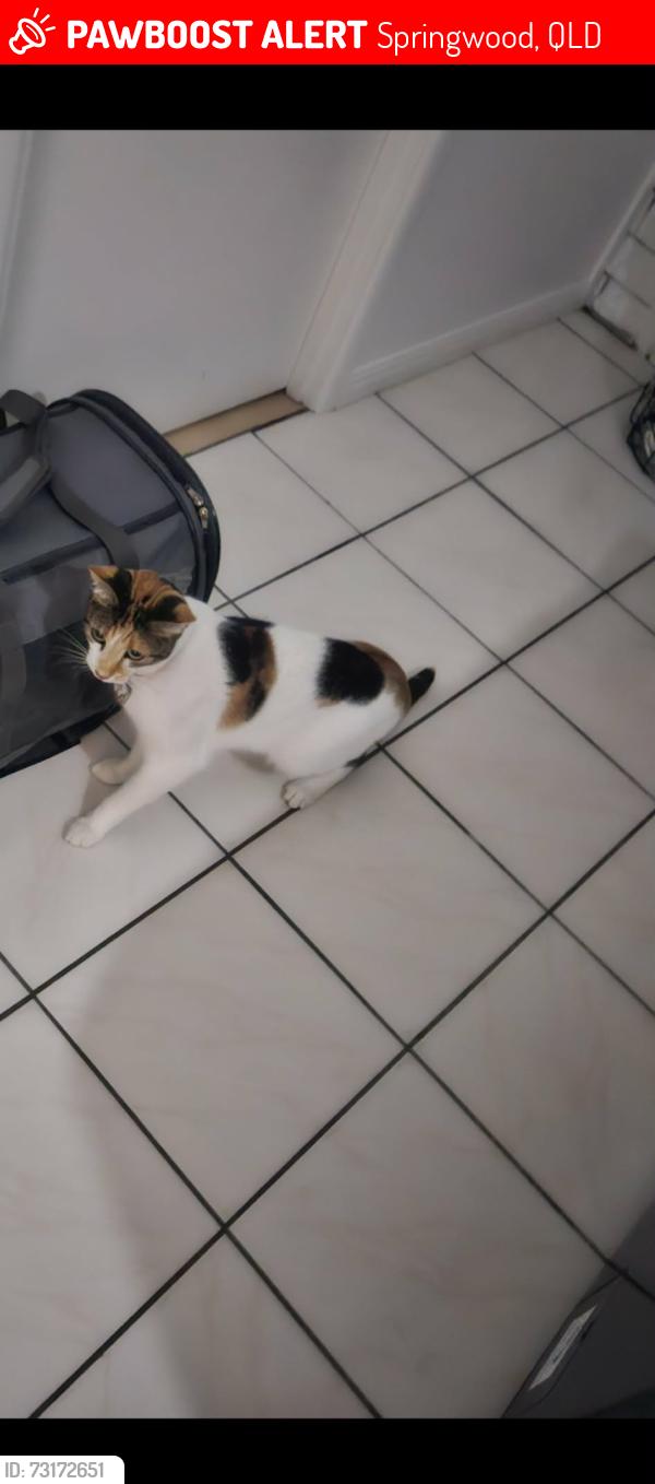 Lost Female Cat last seen elywn ct Springwood, Springwood, QLD 4127