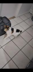 Lost Female Cat last seen elywn ct Springwood, Springwood, QLD 4127