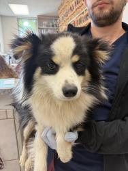 Found/Stray Male Dog last seen The old Centennial high school on Central, Compton, CA 90220