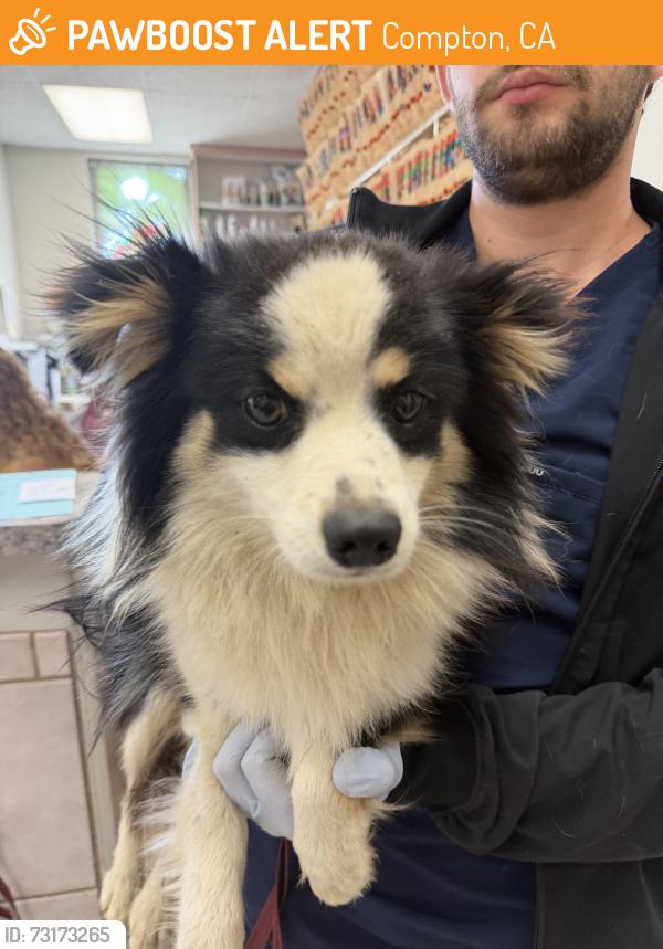 Found/Stray Male Dog last seen The old Centennial high school on Central, Compton, CA 90220