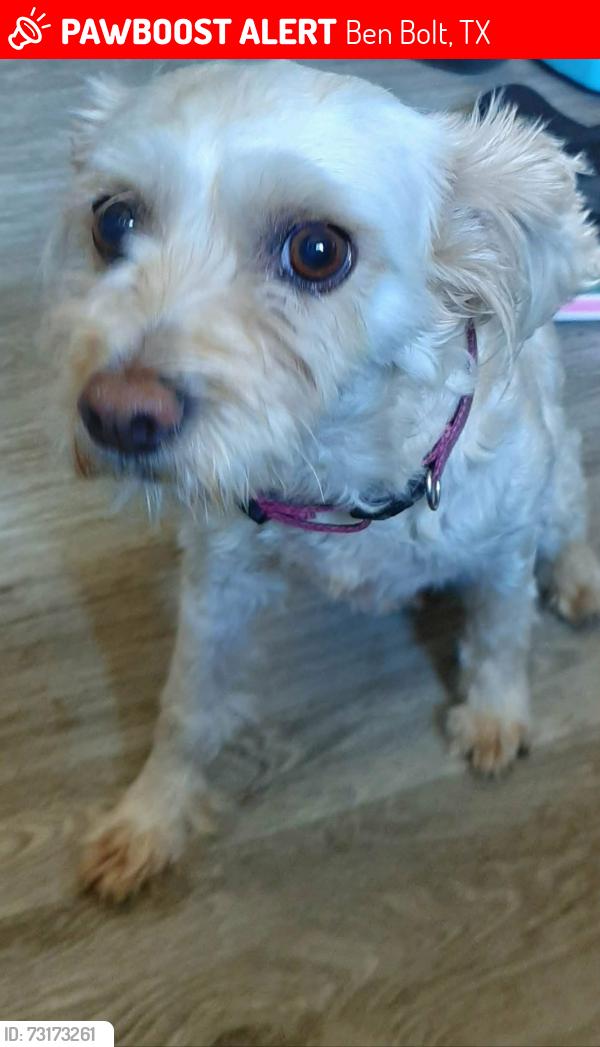 Lost Female Dog last seen Rd 483, Ben Bolt, TX 78332