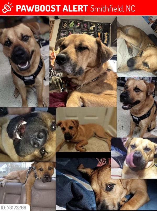 Lost Male Dog last seen Near Whitley oaks ct, Smithfield, NC 27577