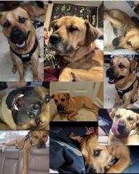 Lost Male Dog last seen Near Whitley oaks ct, Smithfield, NC 27577