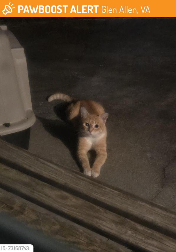 Found/Stray Male Cat last seen Near Overhill Drive Glen Allen, VA 23059, Glen Allen, VA 23059