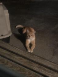 Found/Stray Male Cat last seen Near Overhill Drive Glen Allen, VA 23059, Glen Allen, VA 23059
