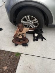 Lost Male Dog last seen Near west 15 street, Sanford, FL 32771