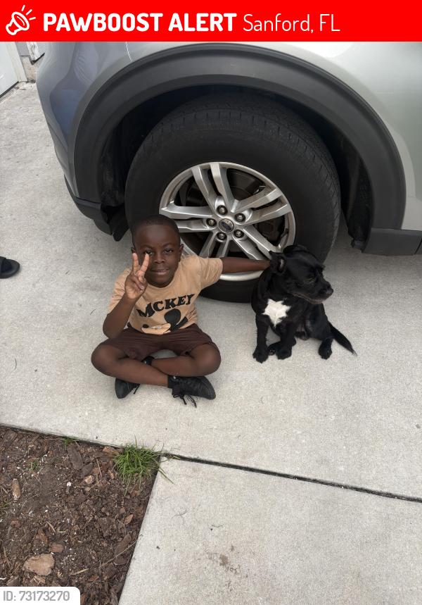 Lost Male Dog last seen Near west 15 street, Sanford, FL 32771