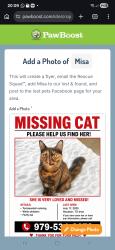 Lost Female Cat last seen Westheimer Rd & Woodland Park Dr, Richmond Ave, Houston, TX 77082, Houston, TX 77082