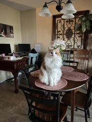 Reunited Male Cat last seen Dean Box drive waxahachie tx, Waxahachie, TX 75165