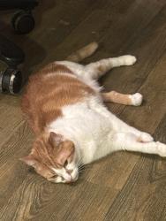 Lost Female Cat last seen Technology Blvd, Hawkinsville, GA, Hawkinsville, GA 31036