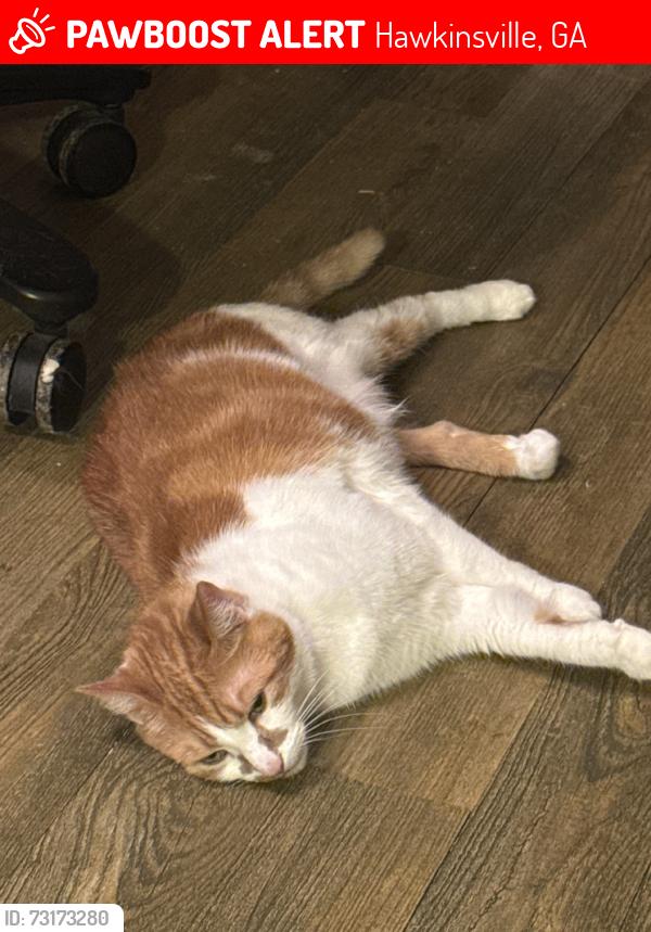 Lost Female Cat last seen Technology Blvd, Hawkinsville, GA, Hawkinsville, GA 31036