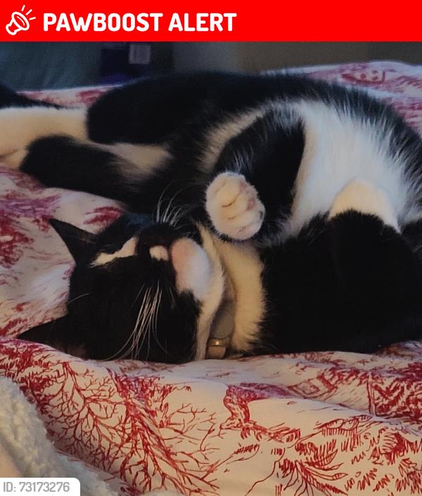 Lost Male Cat last seen Hooton and Hunter Road, Mount Laurel Township, NJ 08034
