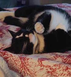 Lost Male Cat last seen Hooton and Hunter Road, Mount Laurel Township, NJ 08034